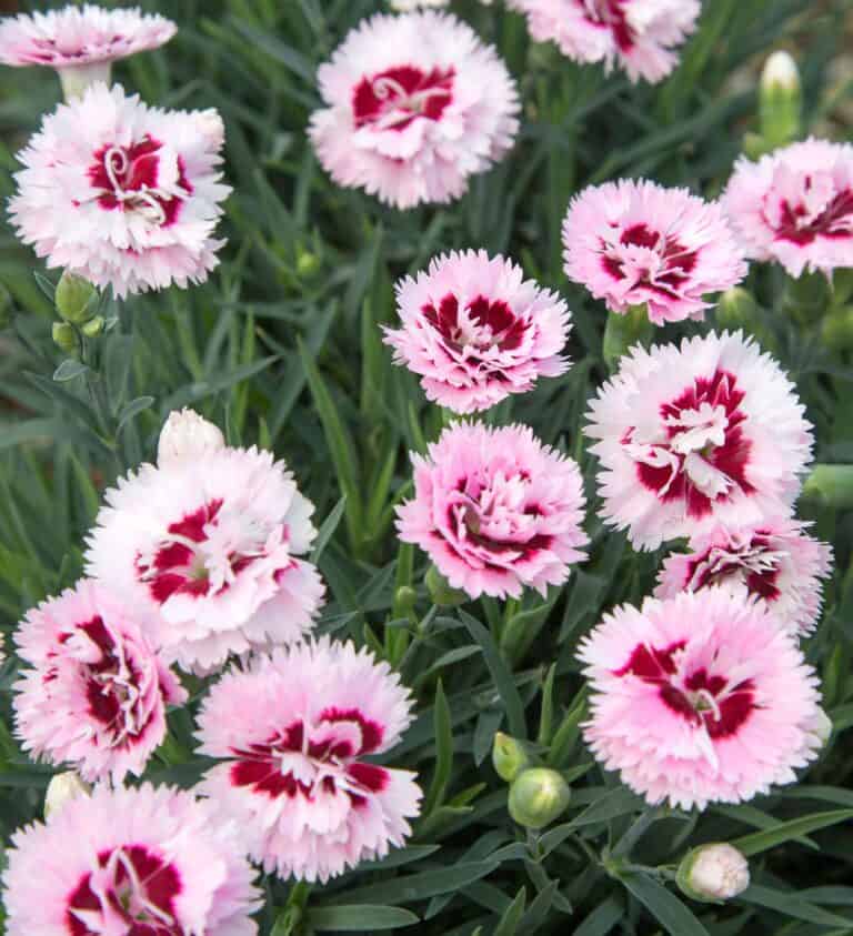 Pink and white carnations growing in a garden.