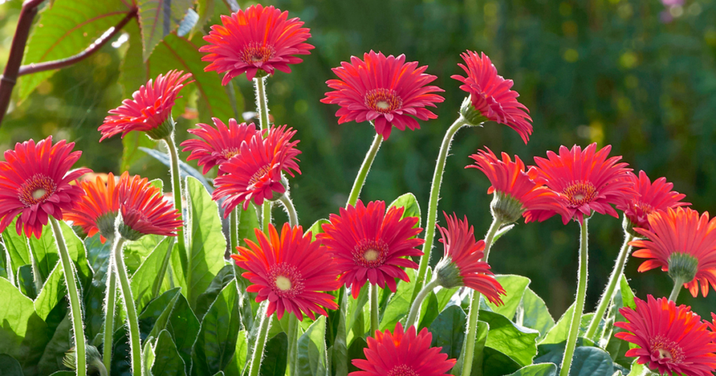 Bright red gerbera daisies blooming on tall stems with green foliage in a sunny garden.