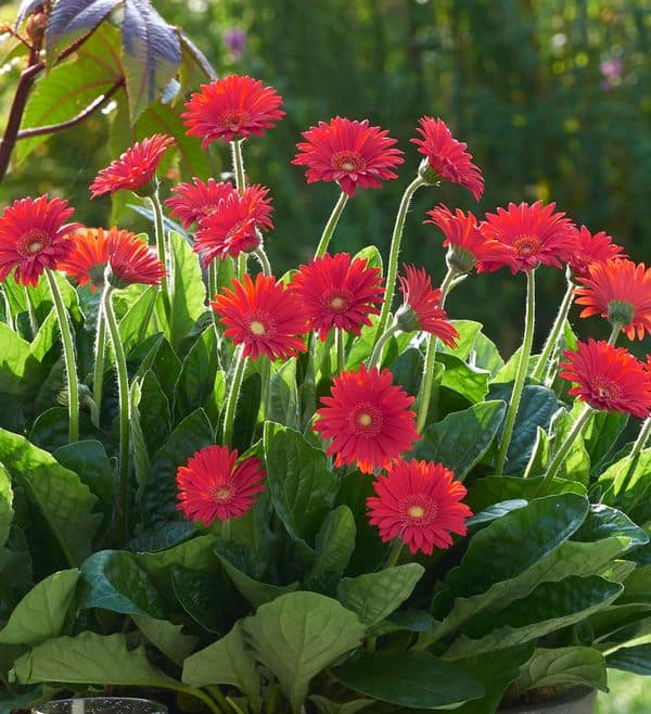 Red gerberas in a pot with green leaves.