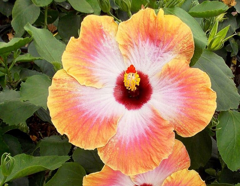Two hibiscus flowers in a garden.