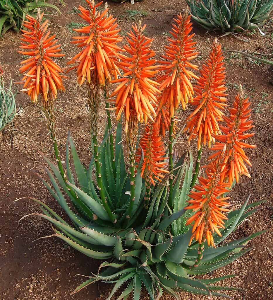 Safari Orange Aloe | Sunset Plant Collection