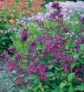 love and wishes salvia landscape