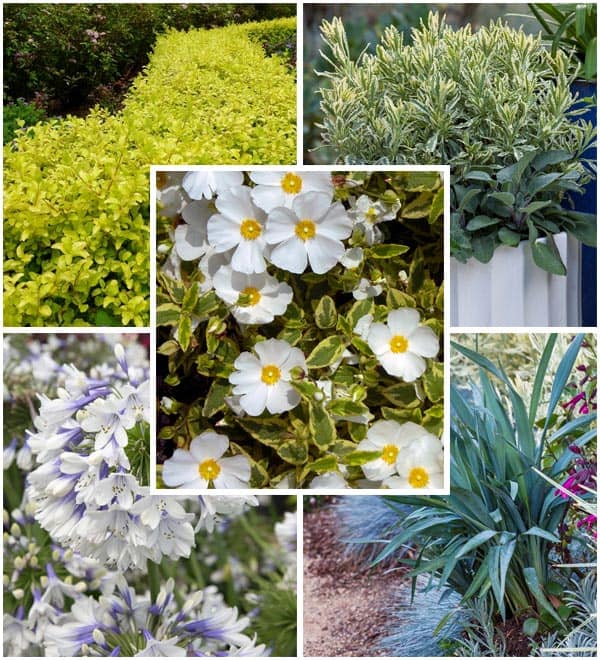 top five plants for spring