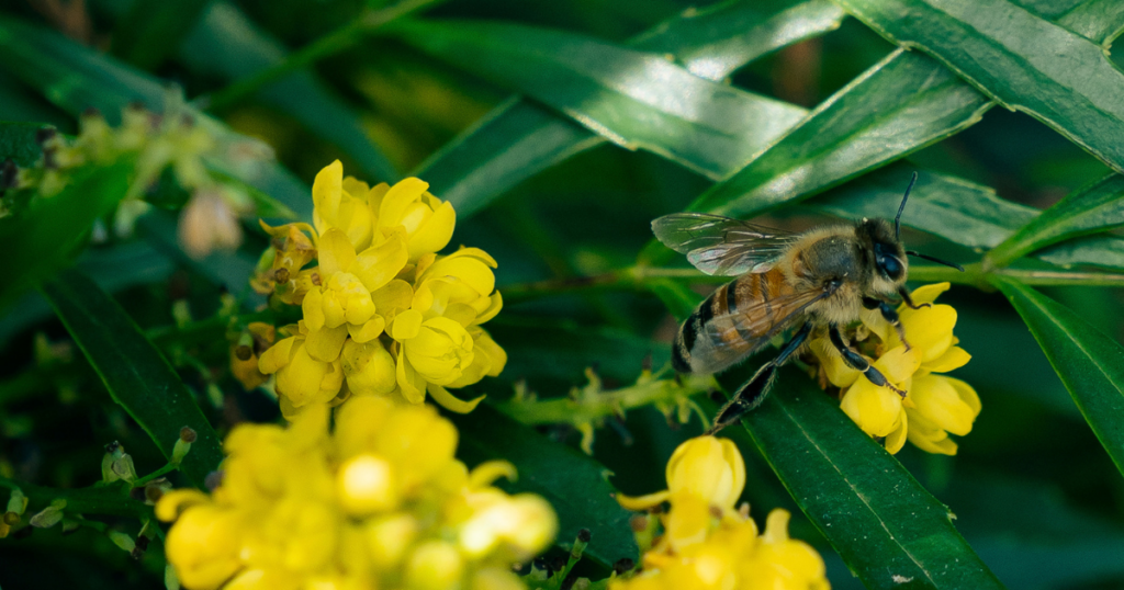 Bee pollinating bright yellow flowers among glossy green foliage.