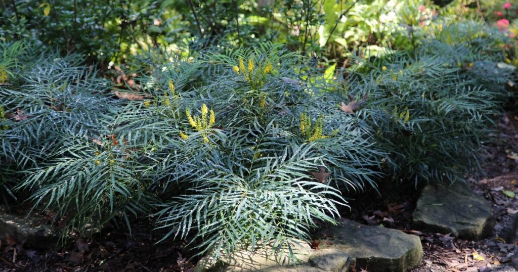 Soft Caress Mahonia planted in a West Coast garden bed.