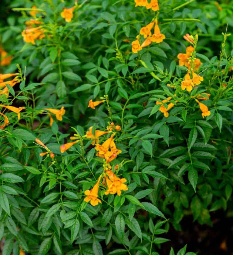 A bush with orange flowers and green leaves.