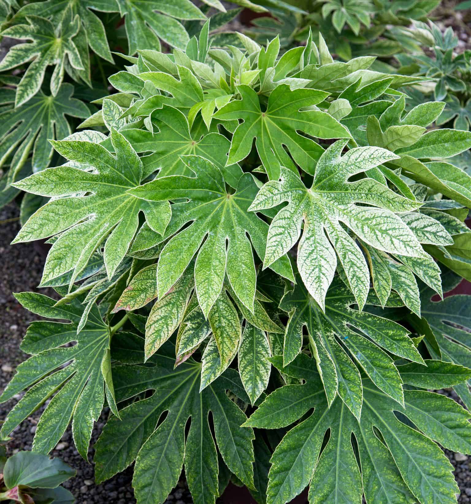 'Spider's Web' Fatsia | Sunset Plant Collection