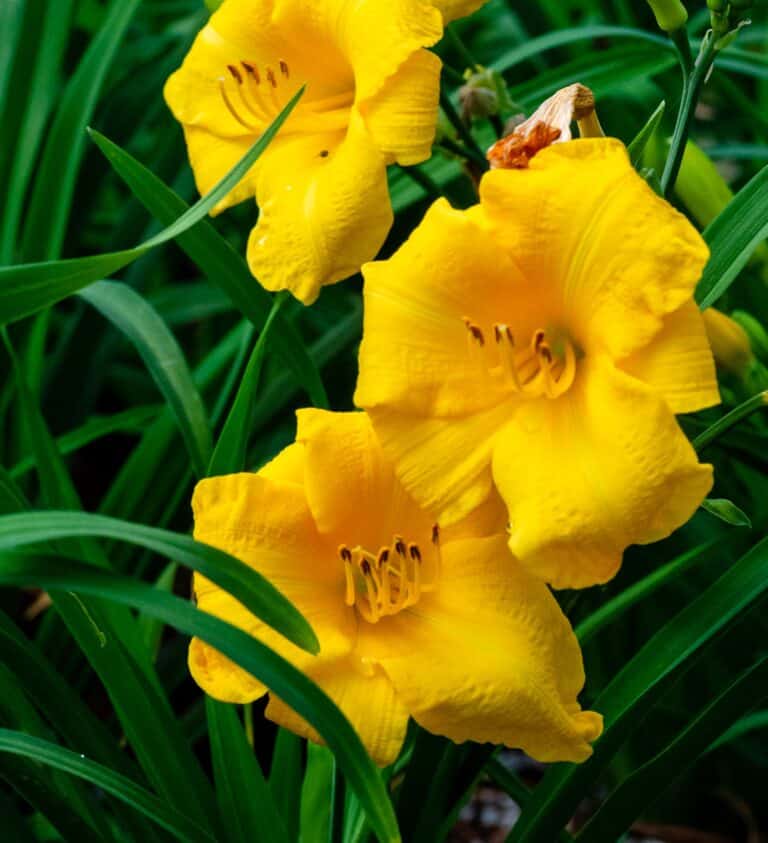 Three yellow day lilies are blooming in the grass.