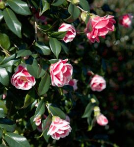 A bunch of pink flowers on a bush.