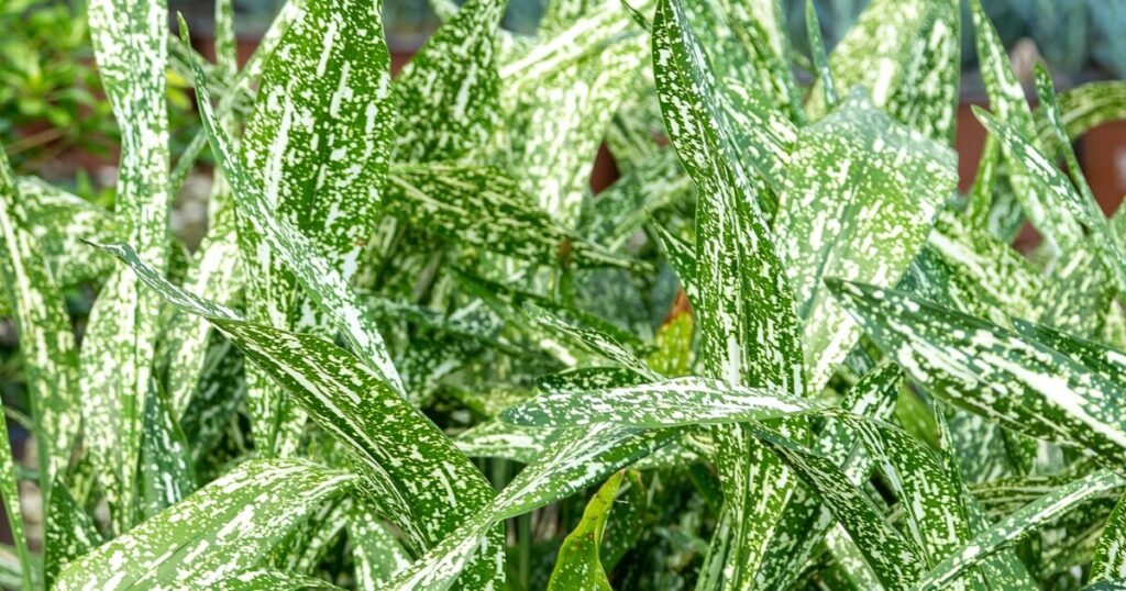 Tokyo Skies Aspidistra with broad green leaves heavily speckled and streaked with creamy white variegation.