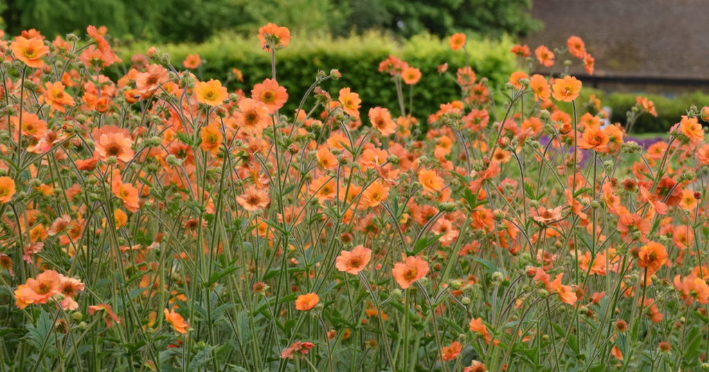 Field of soft orange flowers blooming on tall stems in a lush garden setting.