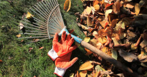 A pile of vibrant autumn leaves resting on the ground, accompanied by a pair of orange gardening gloves and a rake, ready for seasonal yard work.