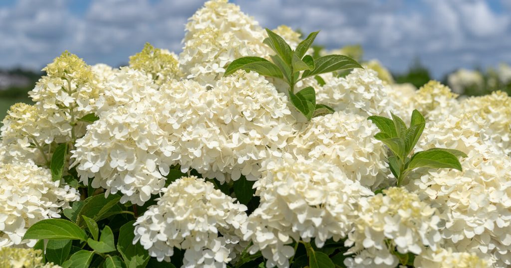 A vibrant close-up of White Wedding® Hydrangea's large, cone-shaped white blooms contrasting against a clear, bright blue sky.