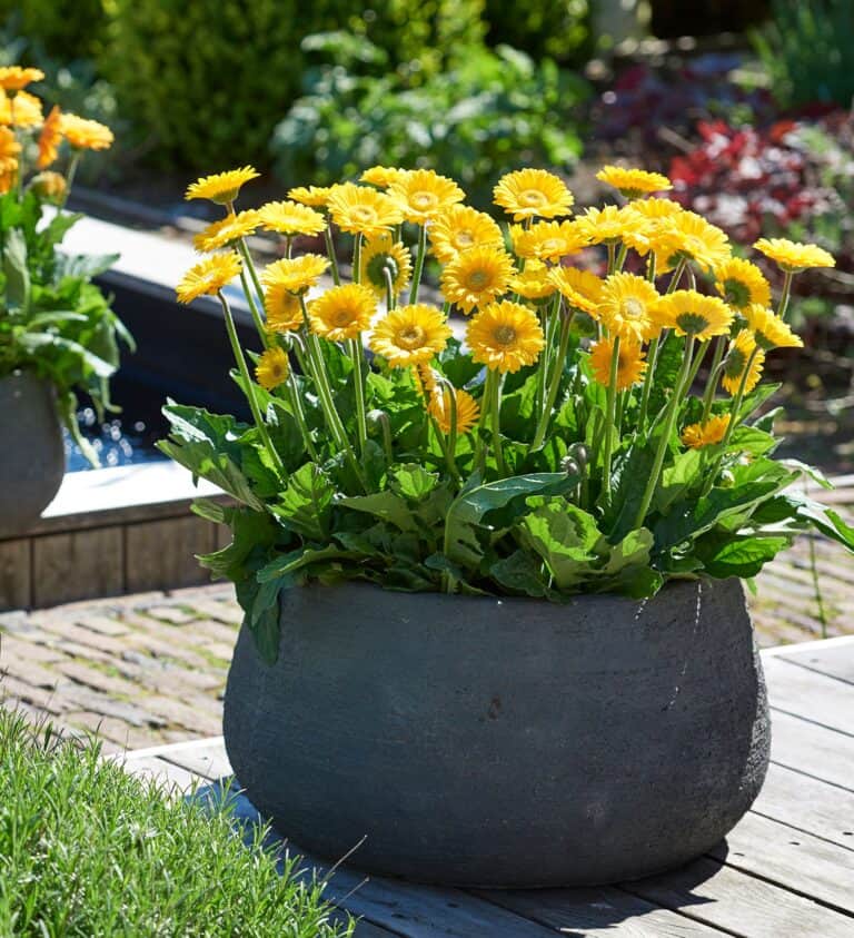 Two pots with yellow flowers in them on a brick patio.