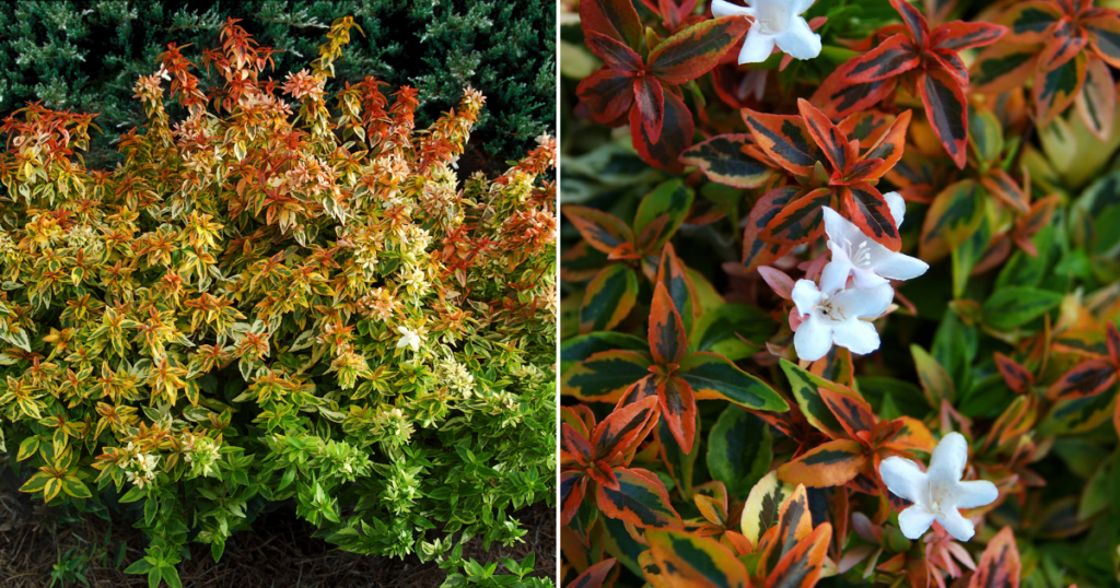 ‘Kaleidoscope’ Abelia shrub with colorful variegated foliage in shades of green, yellow, orange, and red, accented by small white blooms in the landscape.